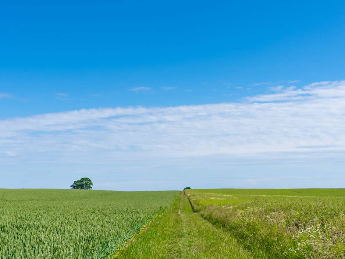 cerealien, feld, Getreide