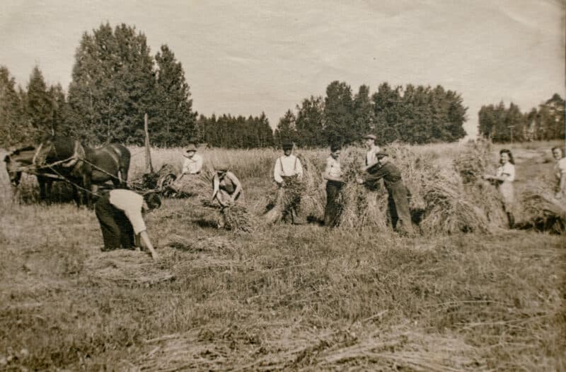 Feldarbeit, um das neue Getreide zu ernten und weiter zu verarbeiten, Gesundkost